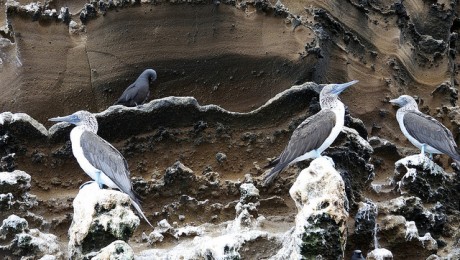 Blue-Footed Boobies on a cliff in the Galapagos Islands, 2013 by neydoll, used under a Creative Commons Attribution-NonCommerical-NoDerivs license.